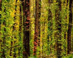 Preview wallpaper trees, forest, ivy, autumn