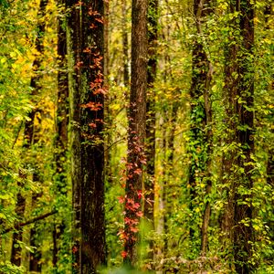 Preview wallpaper trees, forest, ivy, autumn