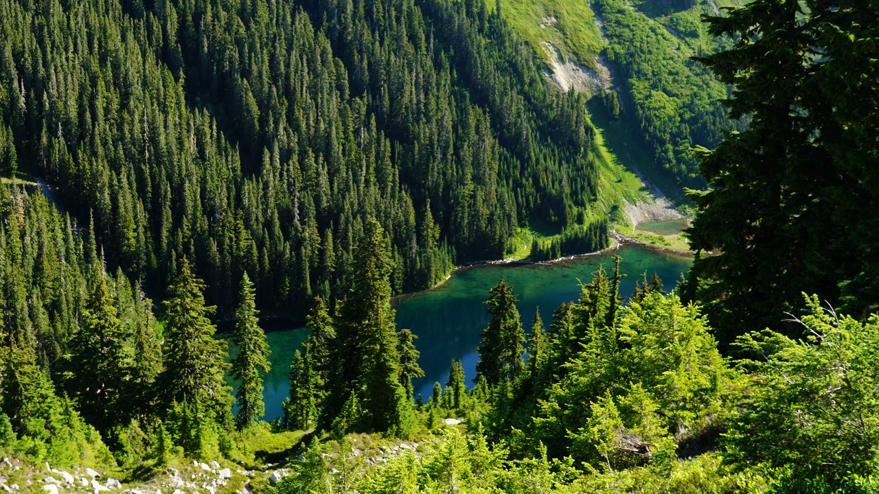 Wallpaper trees, forest, lake, slope, nature