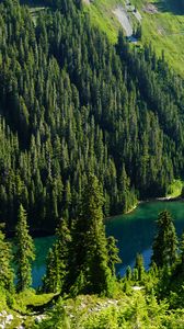 Preview wallpaper trees, forest, lake, slope, nature