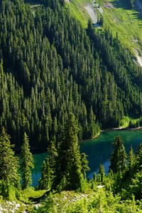 Preview wallpaper trees, forest, lake, slope, nature
