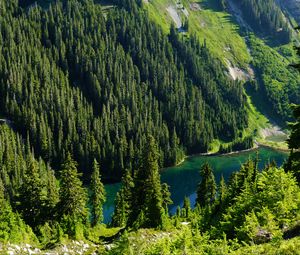 Preview wallpaper trees, forest, lake, slope, nature