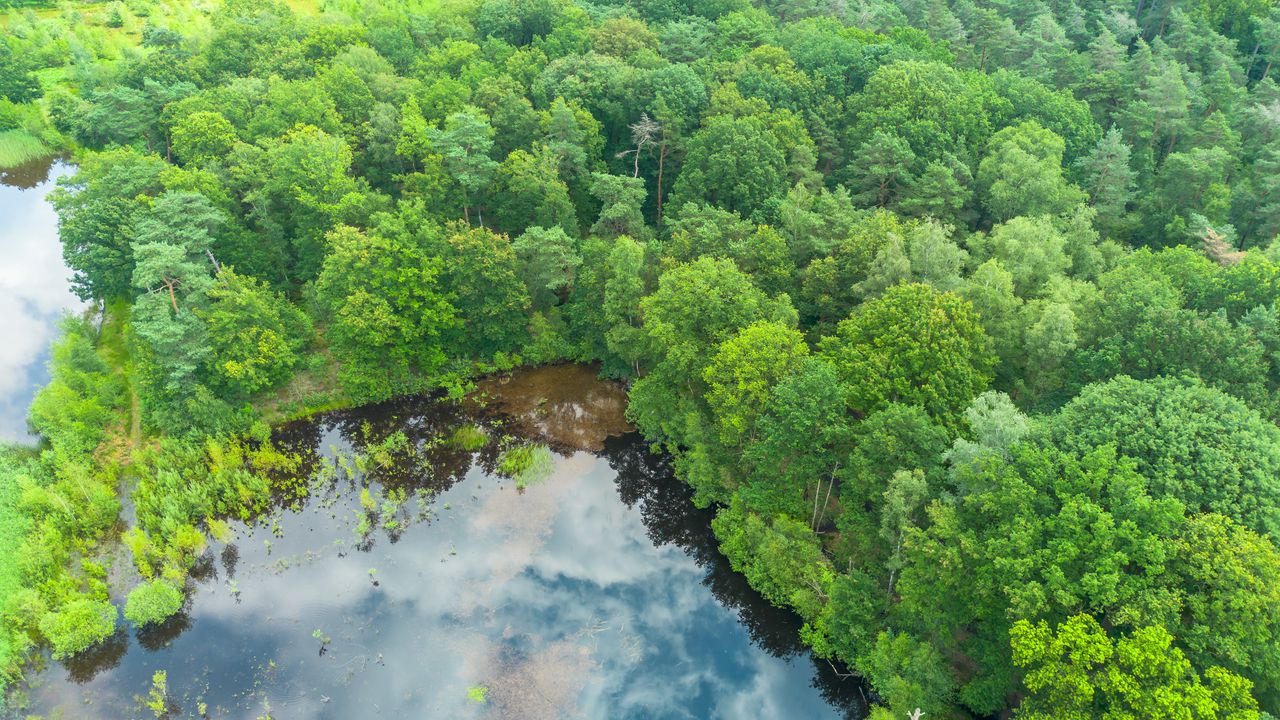 Wallpaper trees, forest, lake, aerial view, nature