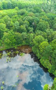 Preview wallpaper trees, forest, lake, aerial view, nature