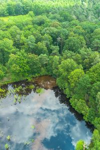 Preview wallpaper trees, forest, lake, aerial view, nature