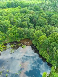 Preview wallpaper trees, forest, lake, aerial view, nature