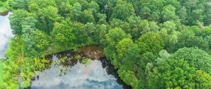 Preview wallpaper trees, forest, lake, aerial view, nature