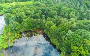 Preview wallpaper trees, forest, lake, aerial view, nature