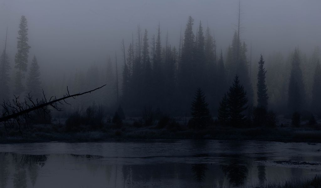 1024x600 Wallpaper trees, forest, lake, fog, dark, nature