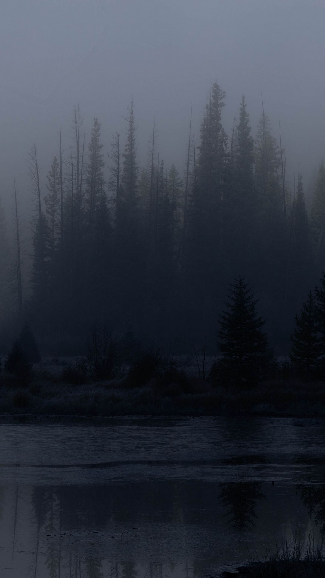 1080x1920 Wallpaper trees, forest, lake, fog, dark, nature
