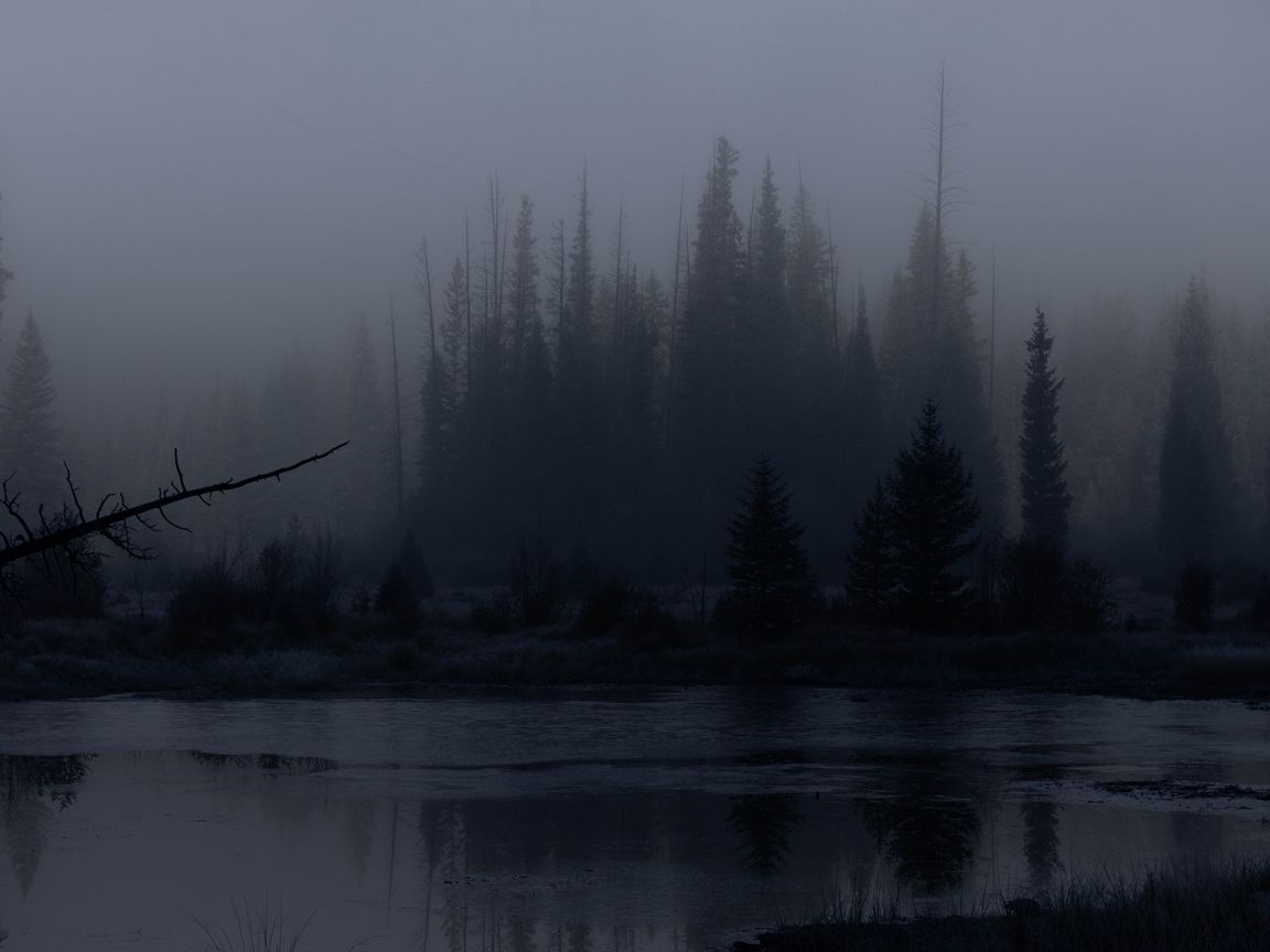 1152x864 Wallpaper trees, forest, lake, fog, dark, nature