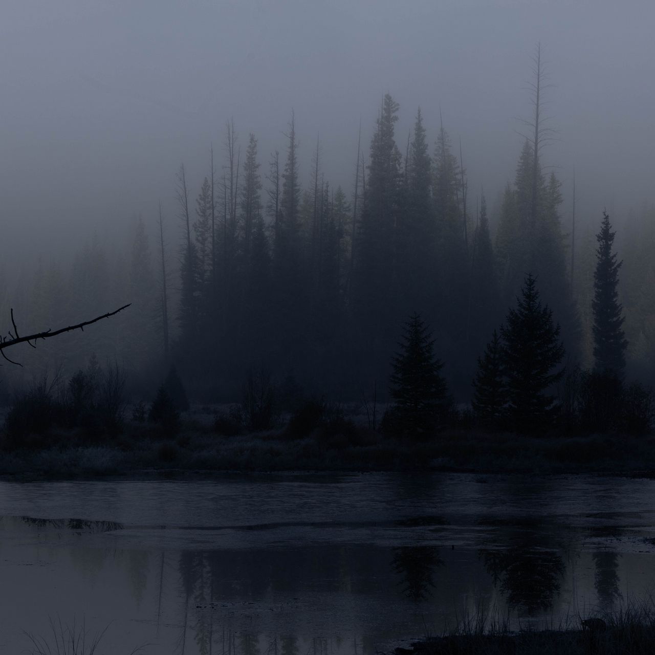 1280x1280 Wallpaper trees, forest, lake, fog, dark, nature
