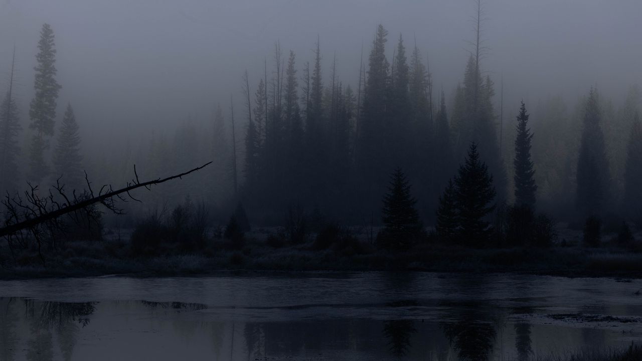 Wallpaper trees, forest, lake, fog, dark, nature