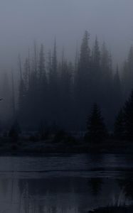 Preview wallpaper trees, forest, lake, fog, dark, nature