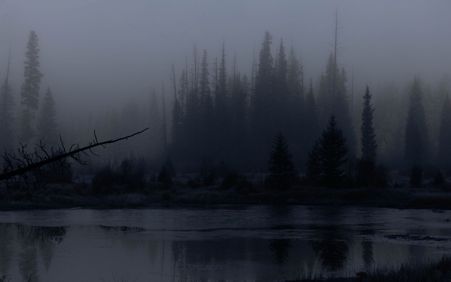 1920x1200 Wallpaper trees, forest, lake, fog, dark, nature