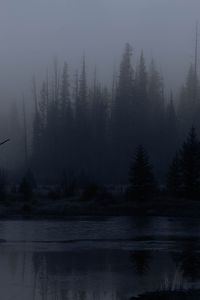 Preview wallpaper trees, forest, lake, fog, dark, nature
