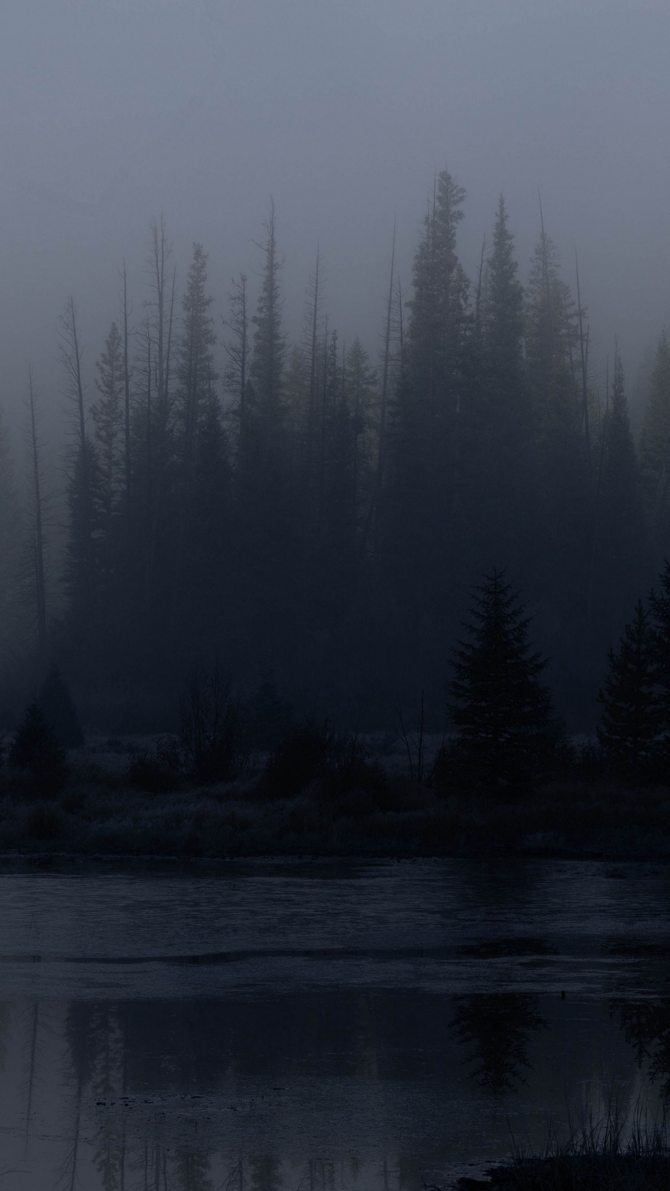 2160x3840 Wallpaper trees, forest, lake, fog, dark, nature