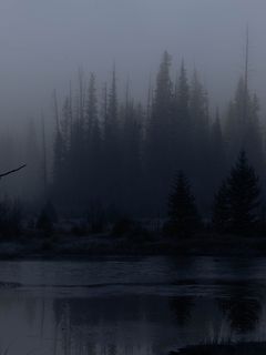240x320 Wallpaper trees, forest, lake, fog, dark, nature