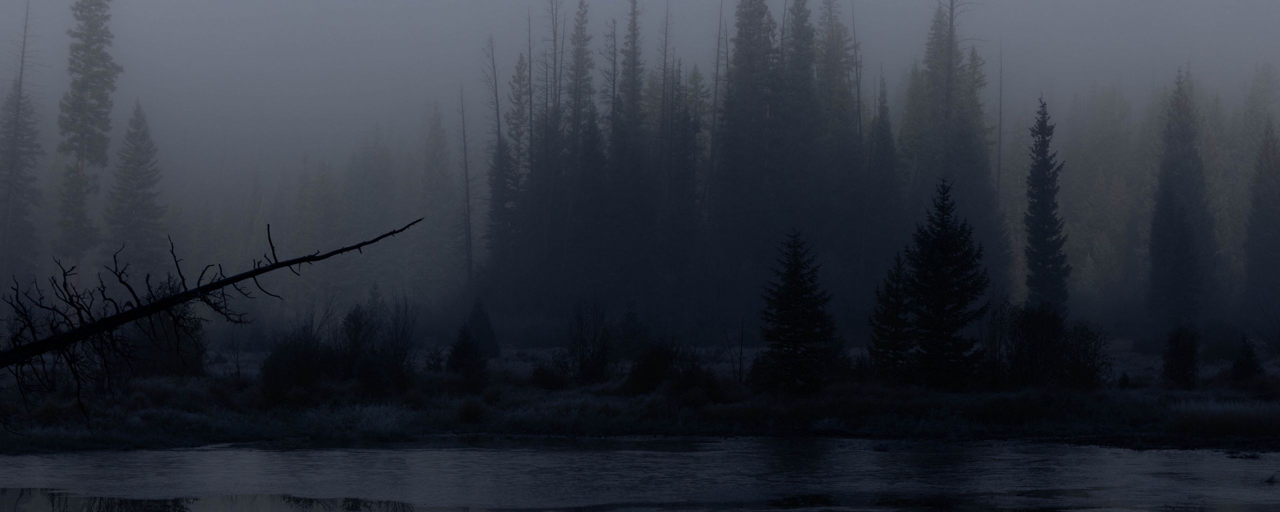 2560x1024 Wallpaper trees, forest, lake, fog, dark, nature