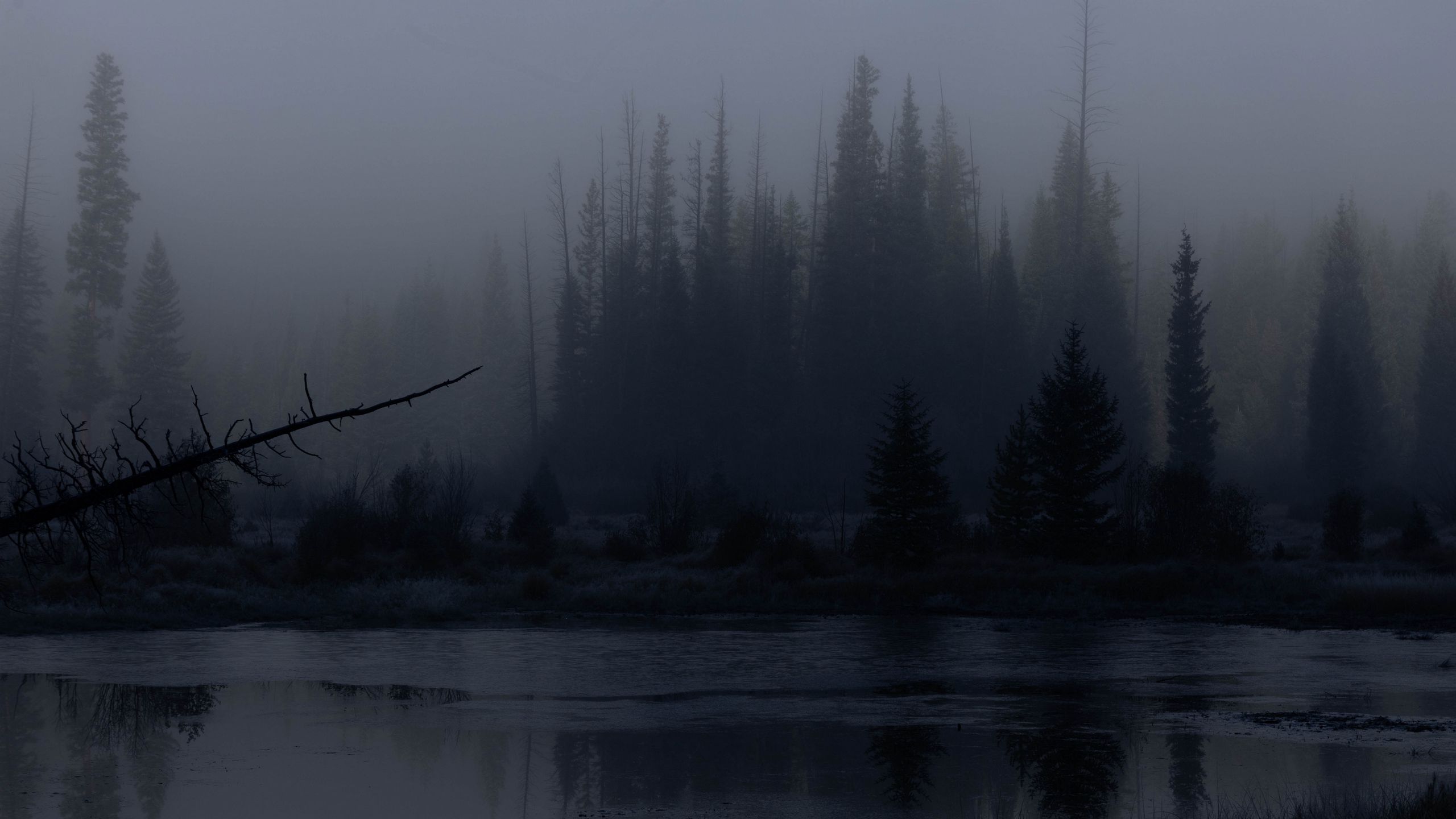 2560x1440 Wallpaper trees, forest, lake, fog, dark, nature