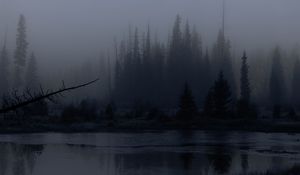 Preview wallpaper trees, forest, lake, fog, dark, nature