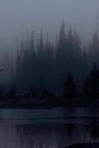 320x480 Wallpaper trees, forest, lake, fog, dark, nature