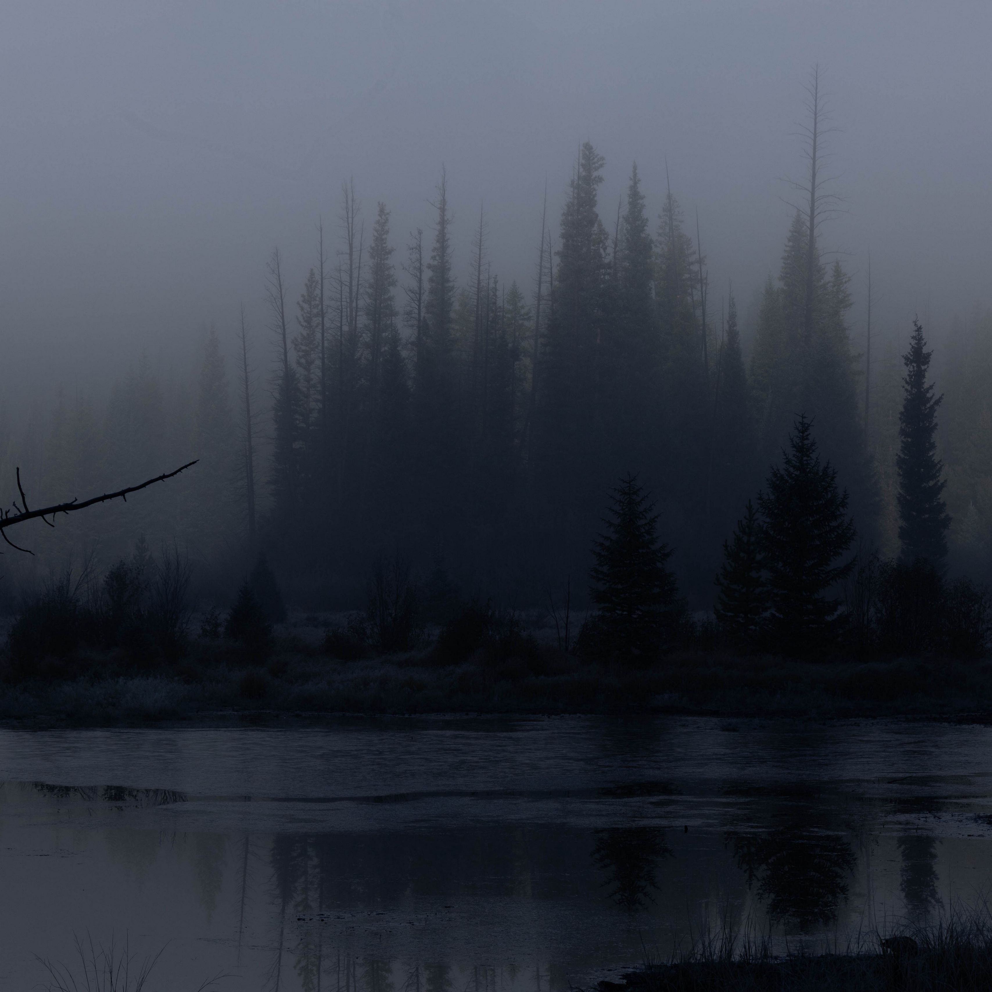 3415x3415 Wallpaper trees, forest, lake, fog, dark, nature