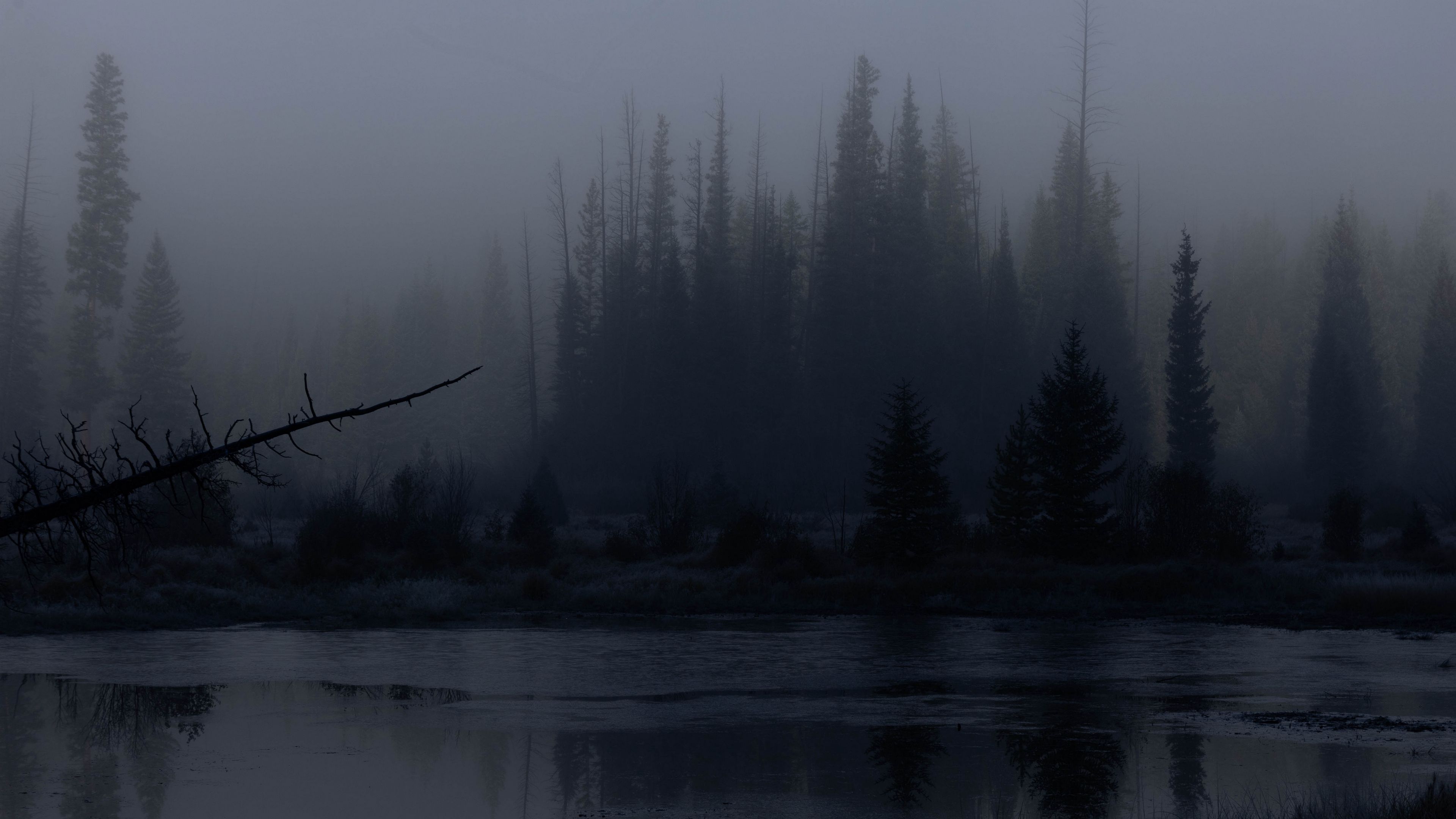 3840x2160 Wallpaper trees, forest, lake, fog, dark, nature