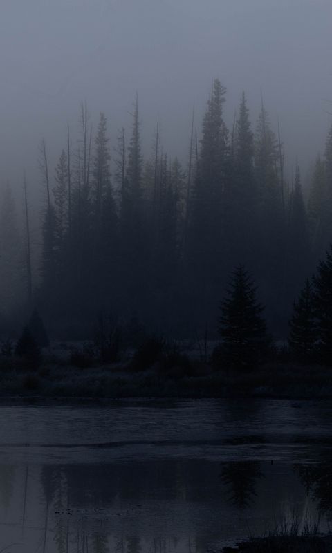 480x800 Wallpaper trees, forest, lake, fog, dark, nature
