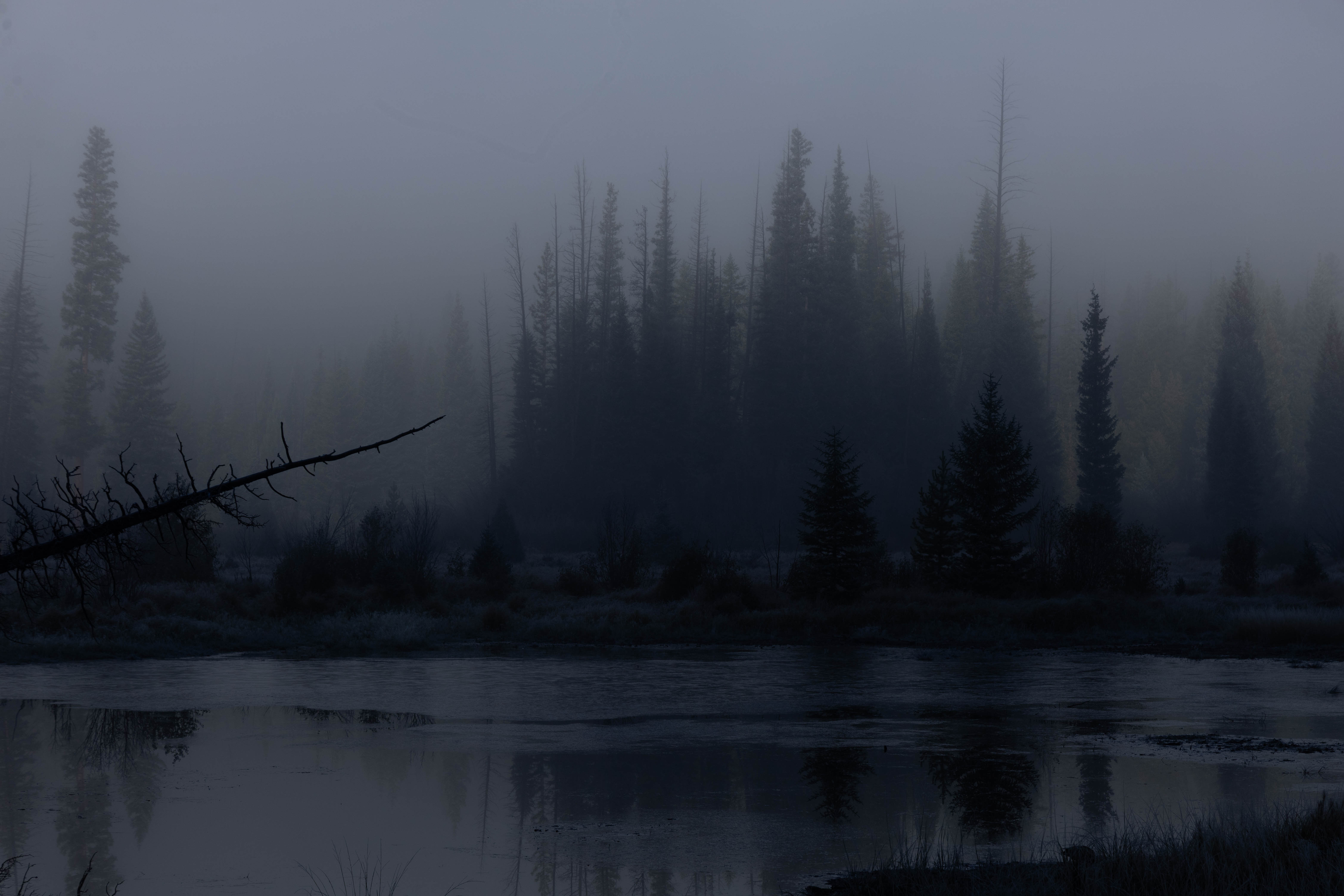 6240x4160 Wallpaper trees, forest, lake, fog, dark, nature