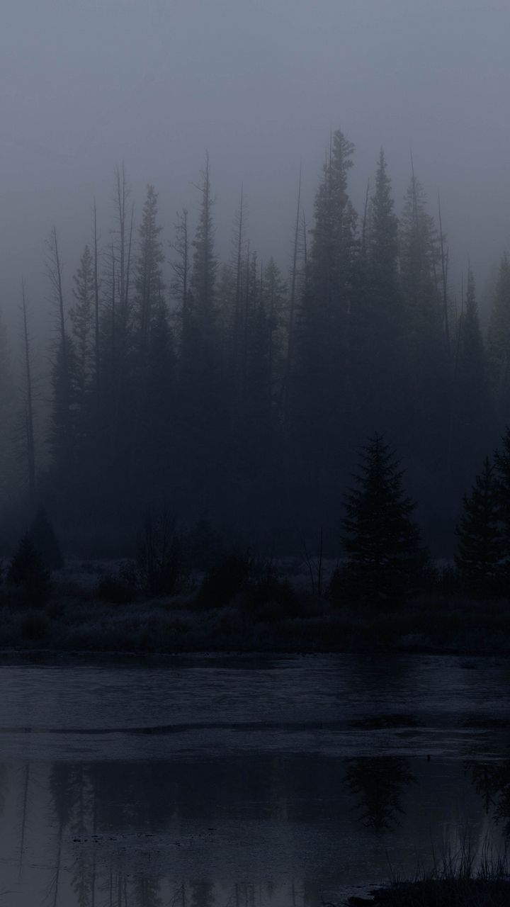 720x1280 Wallpaper trees, forest, lake, fog, dark, nature