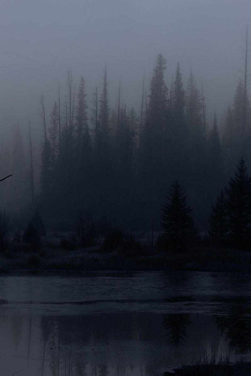 800x1200 Wallpaper trees, forest, lake, fog, dark, nature