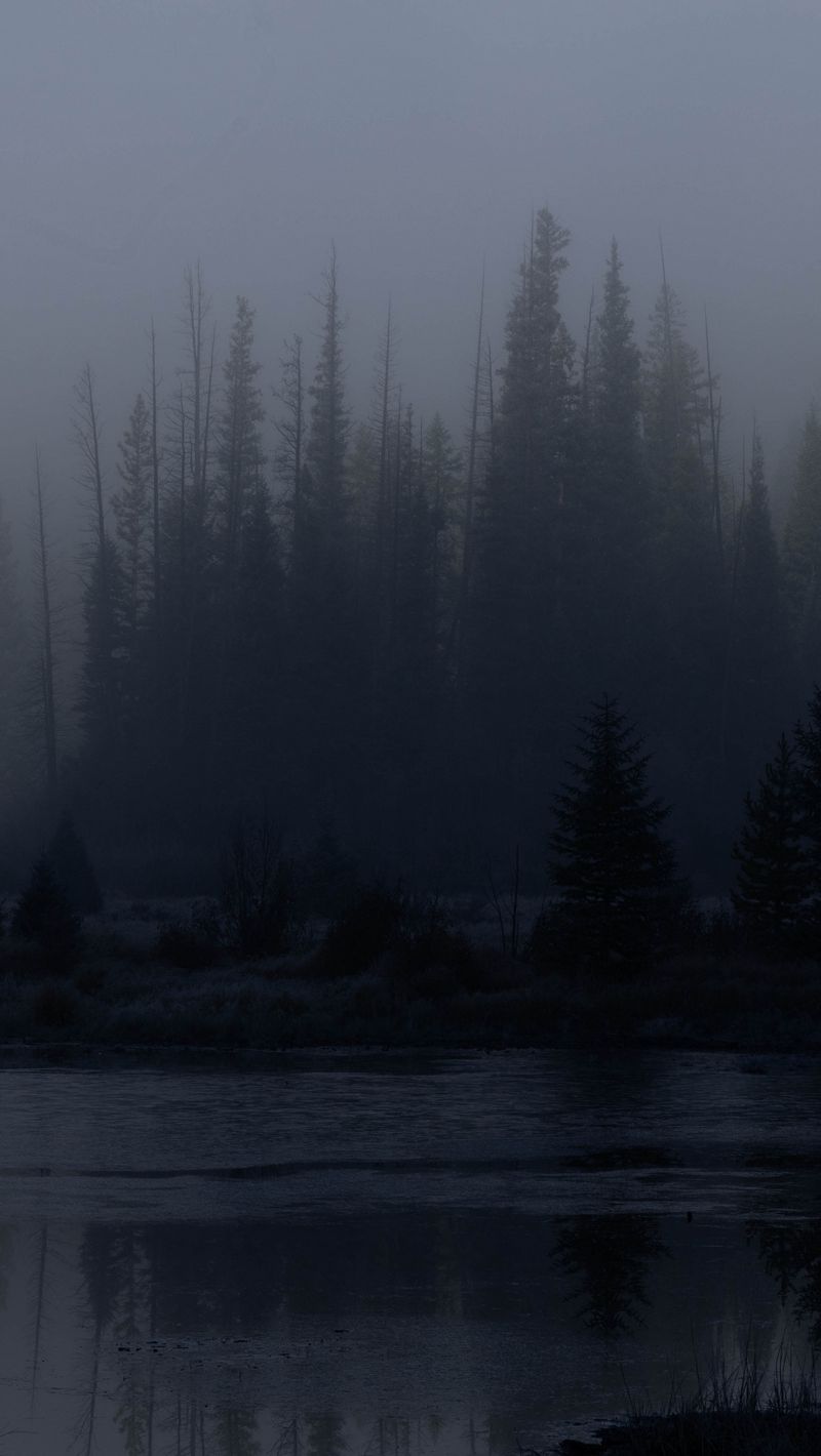 800x1420 Wallpaper trees, forest, lake, fog, dark, nature