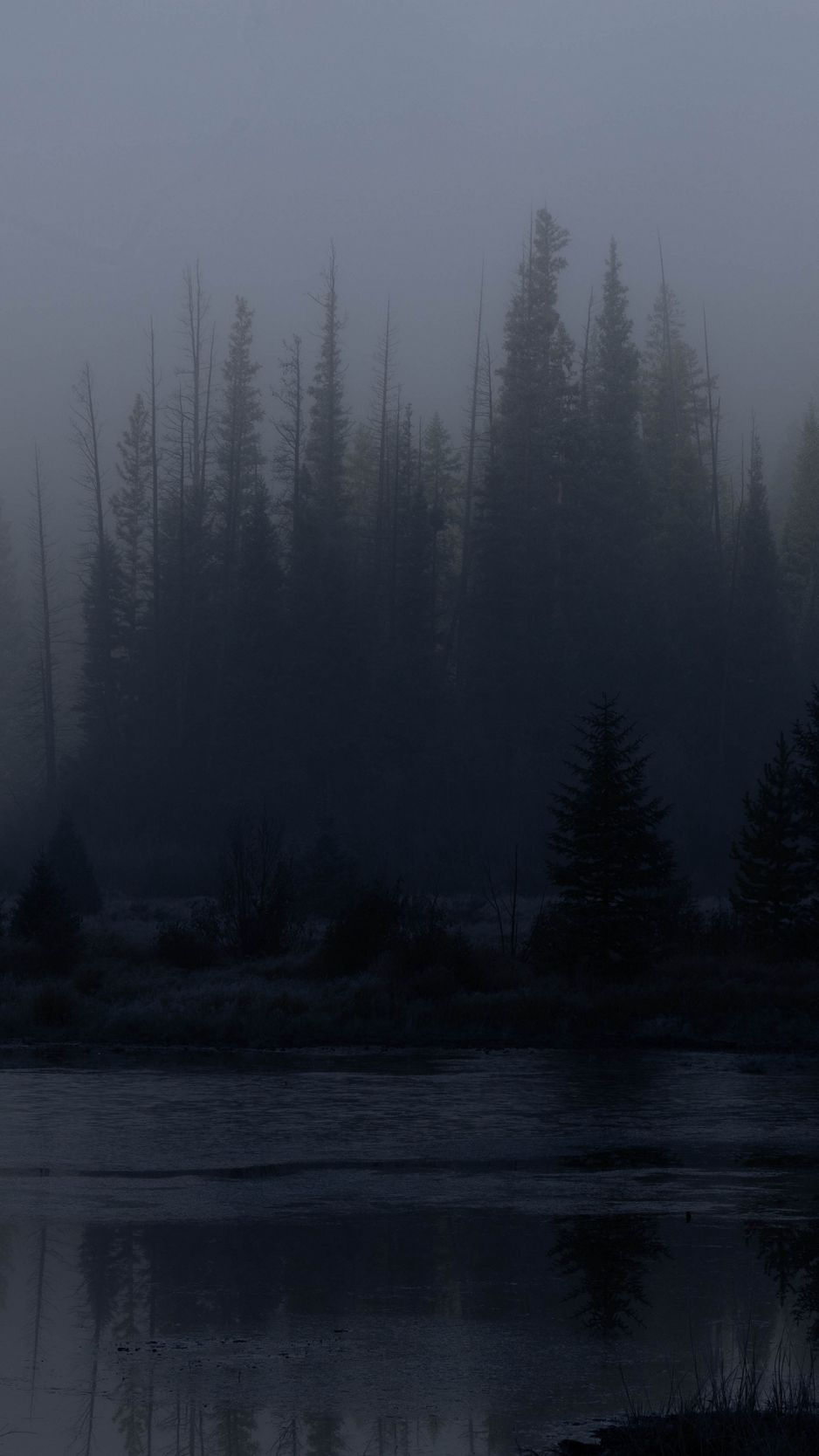 938x1668 Wallpaper trees, forest, lake, fog, dark, nature