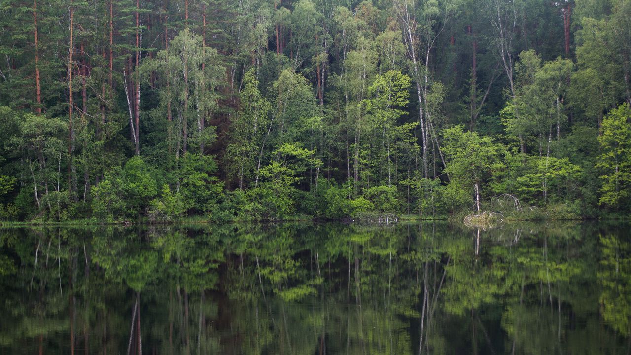 Wallpaper trees, forest, lake, reflection, landscape, nature