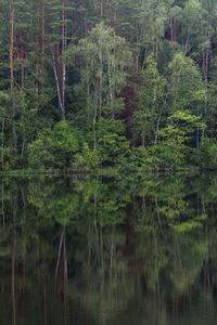 Preview wallpaper trees, forest, lake, reflection, landscape, nature