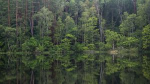 Preview wallpaper trees, forest, lake, reflection, landscape, nature