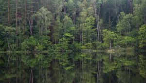 Preview wallpaper trees, forest, lake, reflection, landscape, nature