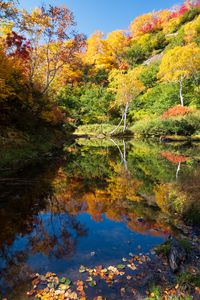 Preview wallpaper trees, forest, lake, reflection, autumn, landscape