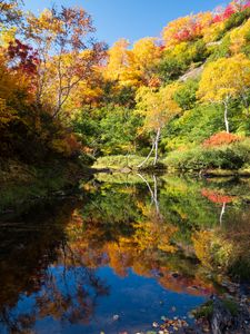 Preview wallpaper trees, forest, lake, reflection, autumn, landscape