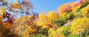 Preview wallpaper trees, forest, lake, reflection, autumn, landscape