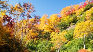 Preview wallpaper trees, forest, lake, reflection, autumn, landscape