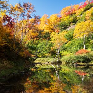 Preview wallpaper trees, forest, lake, reflection, autumn, landscape