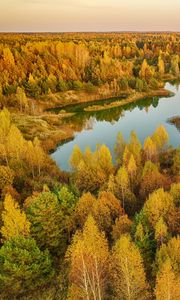 Preview wallpaper trees, forest, lake, autumn, landscape, aerial view