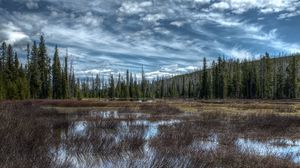Preview wallpaper trees, forest, lake, landscape, nature