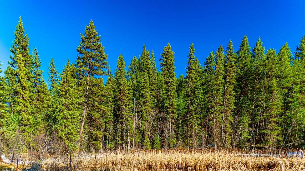 Wallpaper trees, forest, lake, rainbow, reflection, nature, landscape