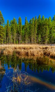 Preview wallpaper trees, forest, lake, rainbow, reflection, nature, landscape