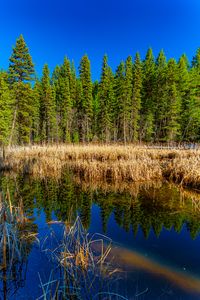 Preview wallpaper trees, forest, lake, rainbow, reflection, nature, landscape