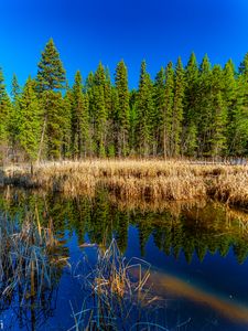 Preview wallpaper trees, forest, lake, rainbow, reflection, nature, landscape