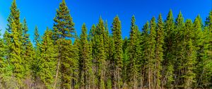 Preview wallpaper trees, forest, lake, rainbow, reflection, nature, landscape